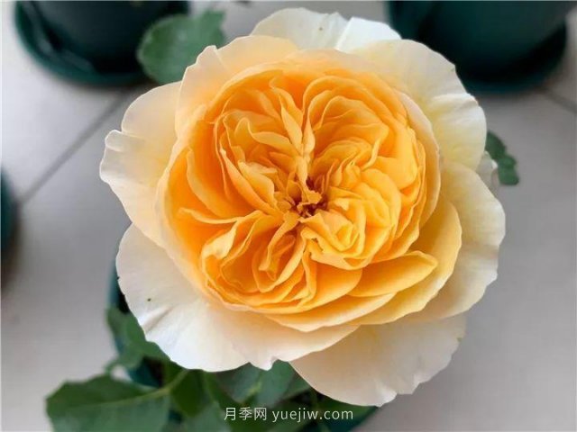 夏天隨便養(yǎng)，20個不怕熱的耐熱月季品種推薦(圖14)