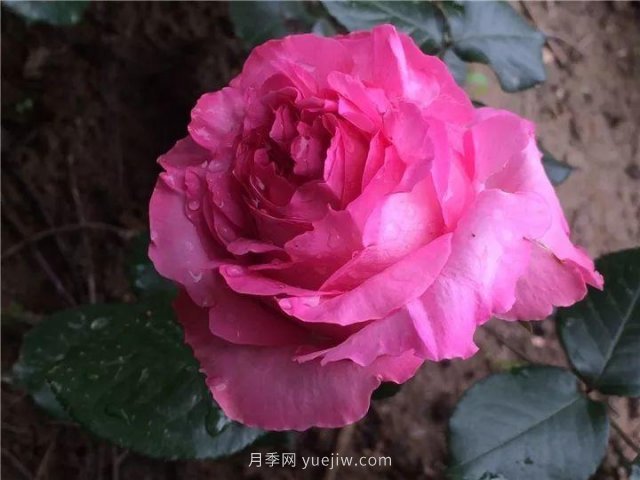 夏天隨便養(yǎng)，20個不怕熱的耐熱月季品種推薦(圖5)