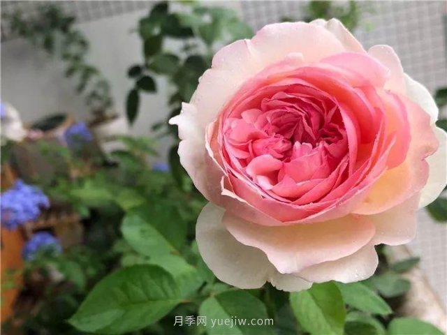 夏天隨便養(yǎng)，20個不怕熱的耐熱月季品種推薦(圖18)