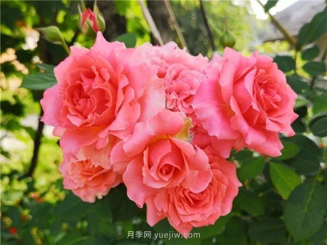 夏天隨便養(yǎng)，20個不怕熱的耐熱月季品種推薦(圖8)