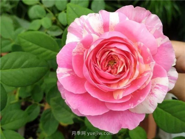 夏天隨便養(yǎng)，20個不怕熱的耐熱月季品種推薦(圖3)