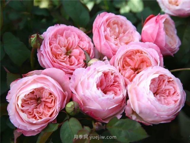 夏天隨便養(yǎng)，20個不怕熱的耐熱月季品種推薦(圖17)