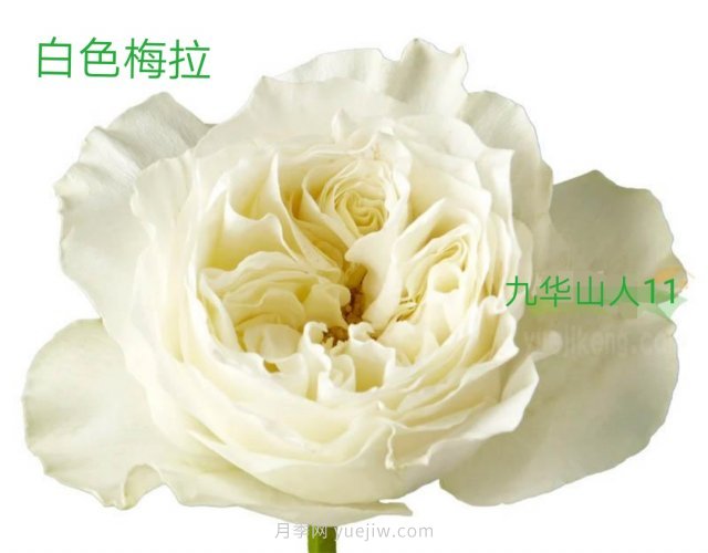 十款梅拉系列月季品種推薦(圖3)
