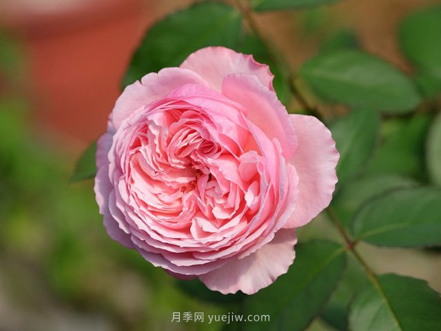 雨季如何做好苗木的防澇準(zhǔn)備工作，才能減少苗圃損失？(圖1)