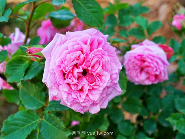 賞花經(jīng)濟興起，這幾個樹種或?qū)⒊蔀槊缒拘袠I(yè)新機遇！(圖1)