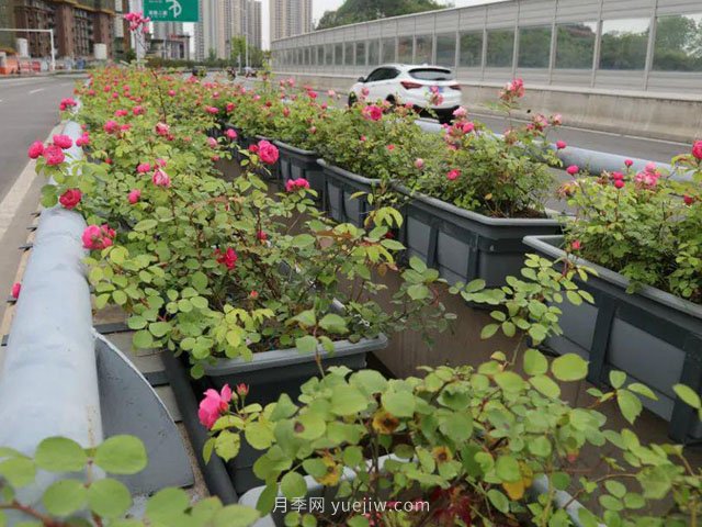 為什么自家基地的苗木總是賣不出去？(圖1)