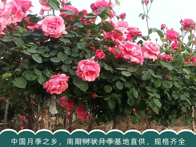 月季苗木一般是批發(fā)給誰了？(圖1)