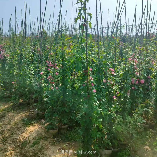 南陽藤本月季基地大量出售，品種花色多(圖1)