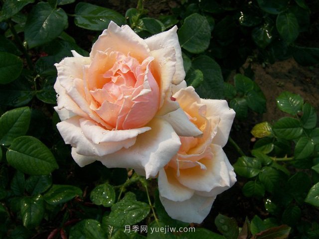大獎章月季(圖3)