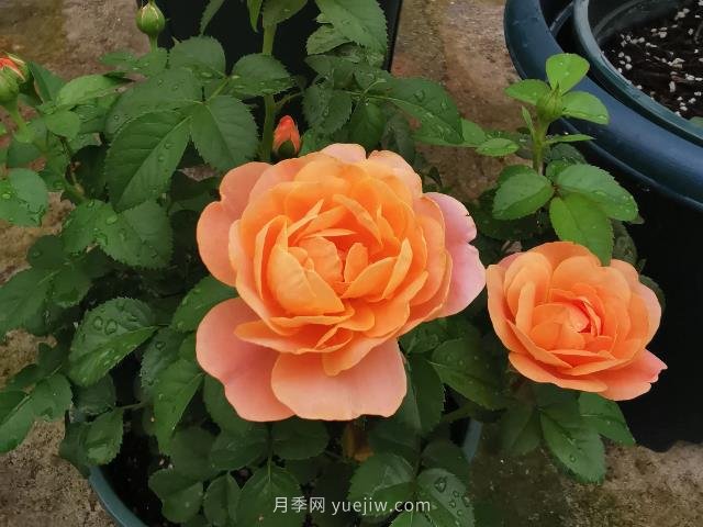 新手養(yǎng)月季，不能錯過入門級的果汁陽臺(圖1)