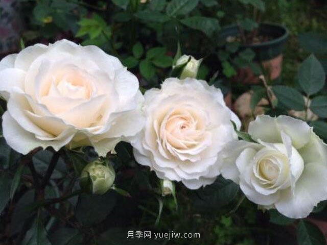 月亮王陽臺(tái)月季(圖3)