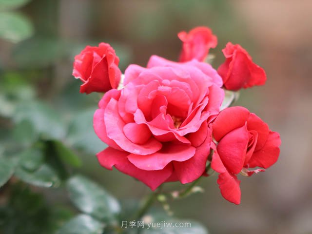全國花卉苗木主產(chǎn)區(qū)分析，月季主產(chǎn)區(qū)在南陽(圖1)