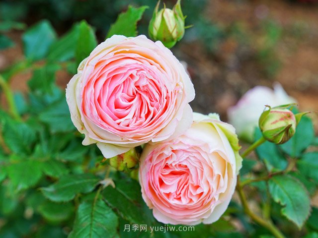 立秋后庭院花木養(yǎng)護(hù)該注意些什么？(圖1)