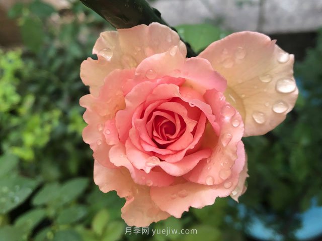 藤本月季強(qiáng)烈推薦羅衣，顏美而且濃香(圖1)