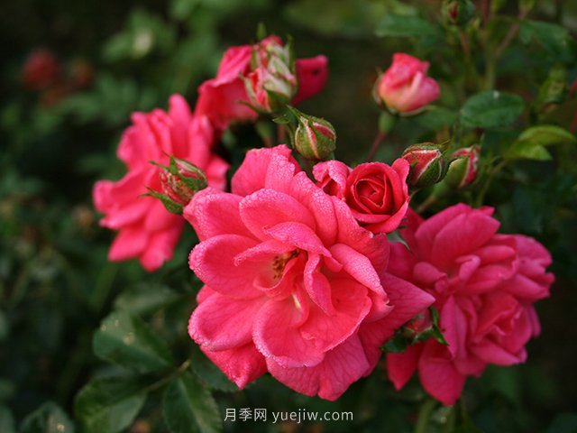 花卉苗木的四季養(yǎng)護(hù)要點(diǎn)(圖1)