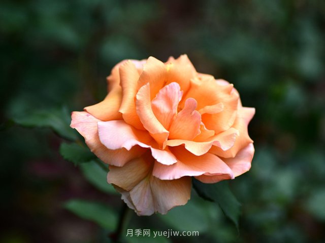 適合高速公路護(hù)坡的灌木花木都有哪些？(圖1)