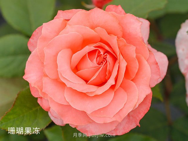 新手月季花友買什么品種？給大家分享5種經(jīng)典品種(圖4)