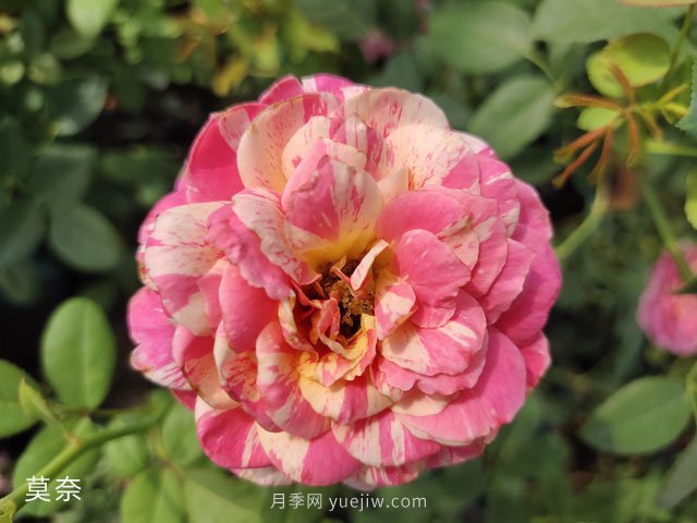 推薦5個(gè)漂亮月季品種適合秋天養(yǎng)，耐熱耐寒性都優(yōu)秀(圖5)