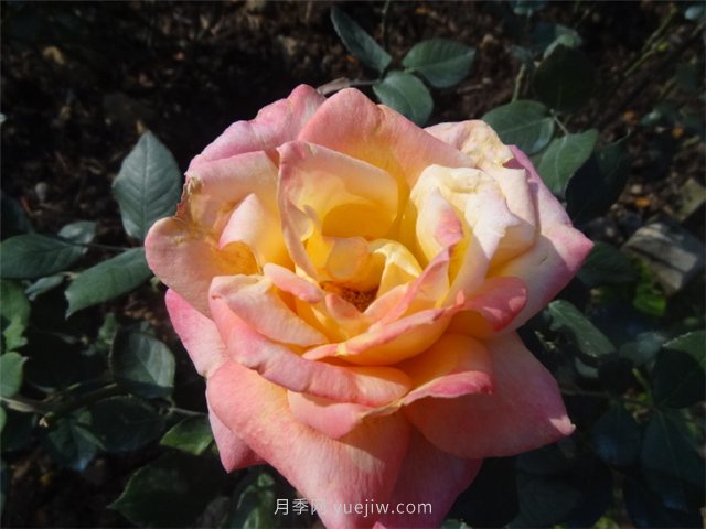 農(nóng)村創(chuàng)業(yè)九死一生，為什么那么難？(圖1)