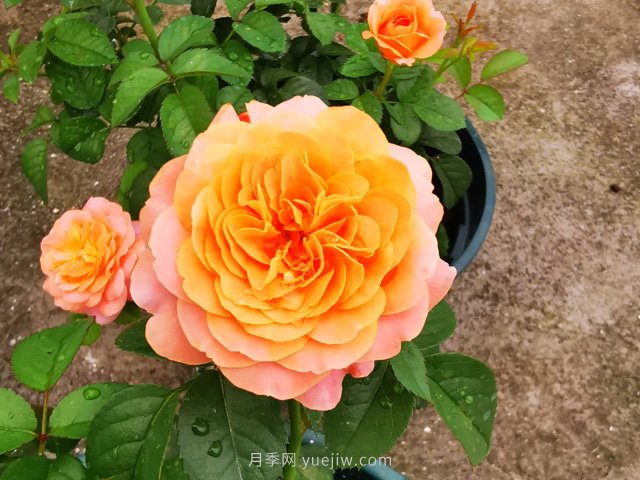 推薦5款高顏值黃色月季品種，美麗又好養(yǎng)！(圖1)