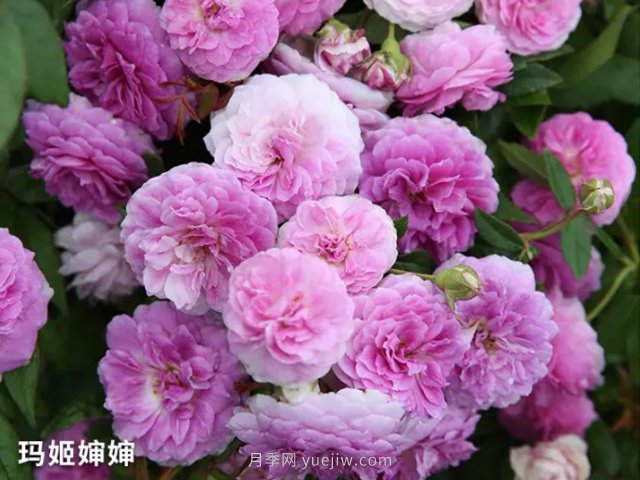 陽臺(tái)養(yǎng)月季就算這3個(gè)品種，開花勤快少生病(圖2)