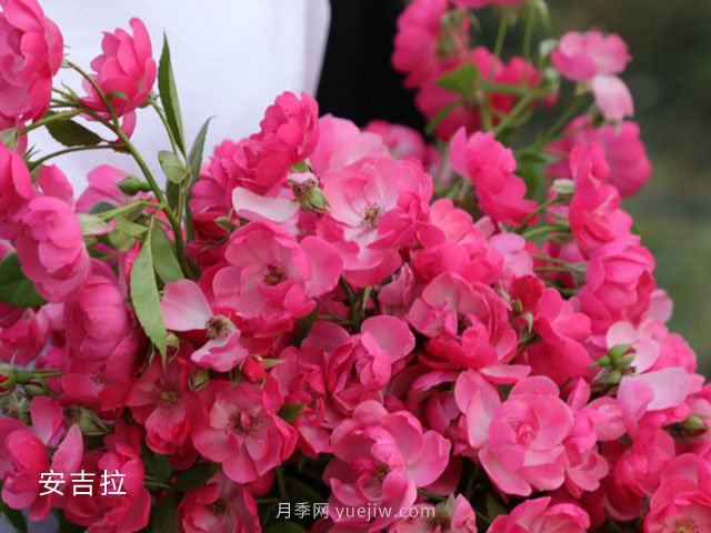 月季等10個(gè)常見花卉的科普百科(圖1)