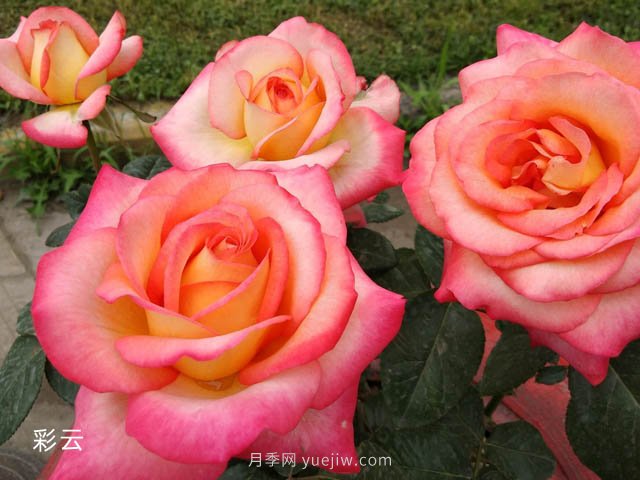 愛(ài)不起來(lái)的4種花卉，包含月季，缺點(diǎn)多于優(yōu)點(diǎn)(圖1)