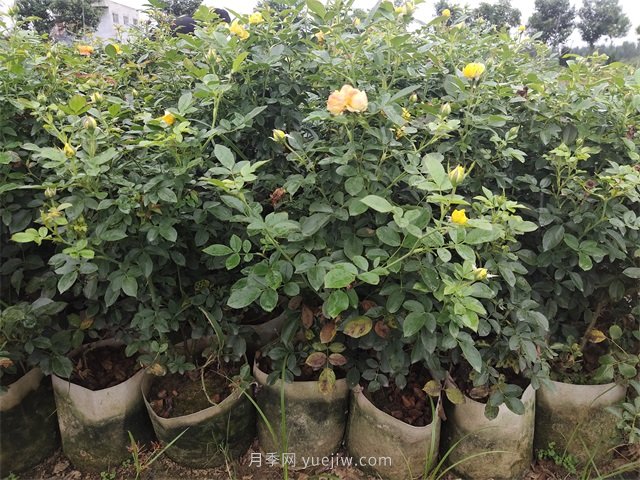大缽盆栽月季，多年生大花美植袋盆栽月季(圖3)