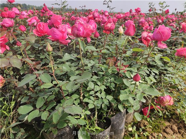 一年生大花月季盆栽杯苗價(jià)格 南陽(yáng)大花月季基地2021年秋季報(bào)價(jià)(圖1)