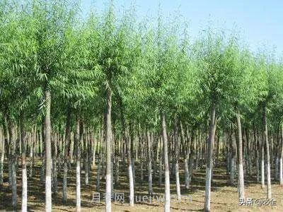 適合在農(nóng)村種植的苗木樹種有哪些？(圖4)