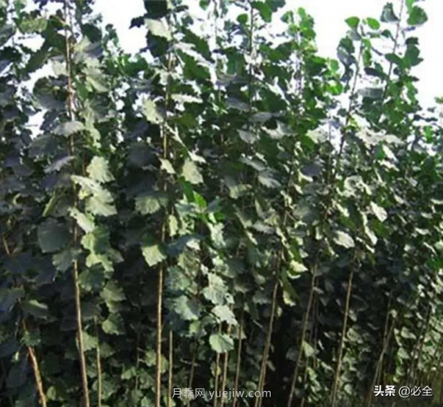 適合在農(nóng)村種植的苗木樹種有哪些？(圖2)