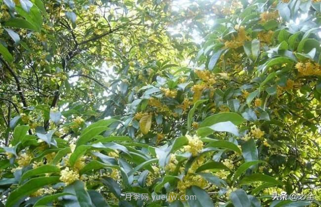 適合在農(nóng)村種植的苗木樹種有哪些？(圖1)