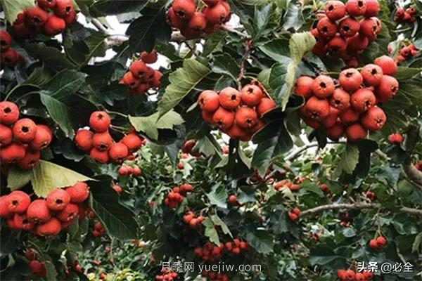 適合在農(nóng)村種植的苗木樹種有哪些？(圖3)