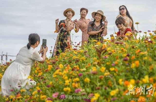 永州道縣悅游花海 百日菊進入盛花期(圖2)