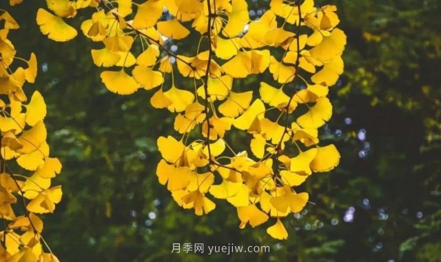 銀杏樹(shù)種植生長(zhǎng)該注意哪些問(wèn)題(圖2)