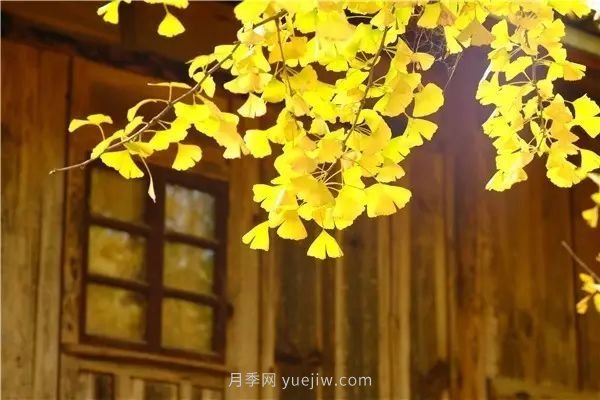 植物風(fēng)水學(xué)知識，園林人必須知道的！(圖4)