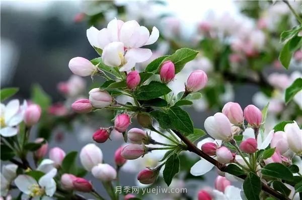 植物風(fēng)水學(xué)知識，園林人必須知道的！(圖3)