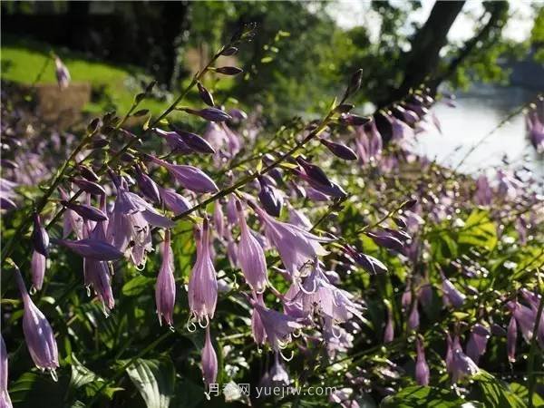 植物風(fēng)水學(xué)知識，園林人必須知道的！(圖1)