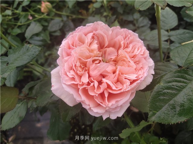 推薦3個月季品種優(yōu)缺點，不容錯過的珍品月季(圖2)