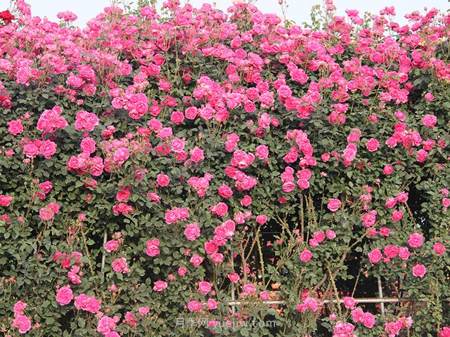 推薦3種爬藤月季，花園里輕松打造漂亮花墻(圖2)