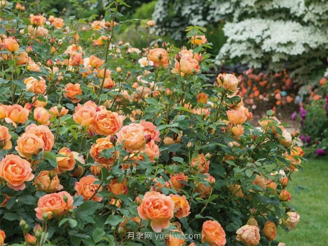 推薦3種爬藤月季，花園里輕松打造漂亮花墻(圖3)