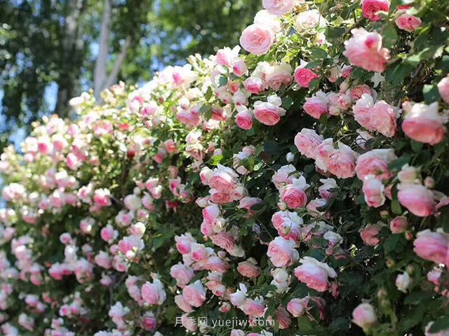 推薦3種爬藤月季，花園里輕松打造漂亮花墻(圖4)