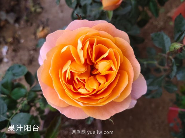 推薦3個月季品種優(yōu)缺點，不容錯過的珍品月季(圖3)