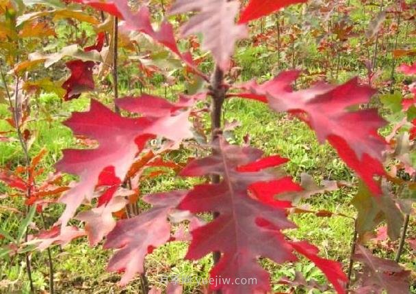 娜塔櫟如何種植養(yǎng)護(hù)？成為城市彩色行道樹(圖2)