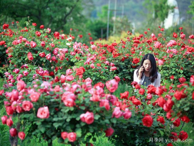 苗木行業(yè)應該怎樣投資才有前景？(圖1)