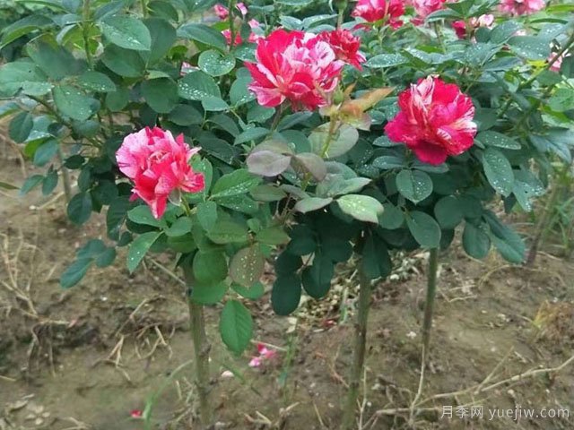 小高桿月季移植必須要帶土球嗎？(圖1)