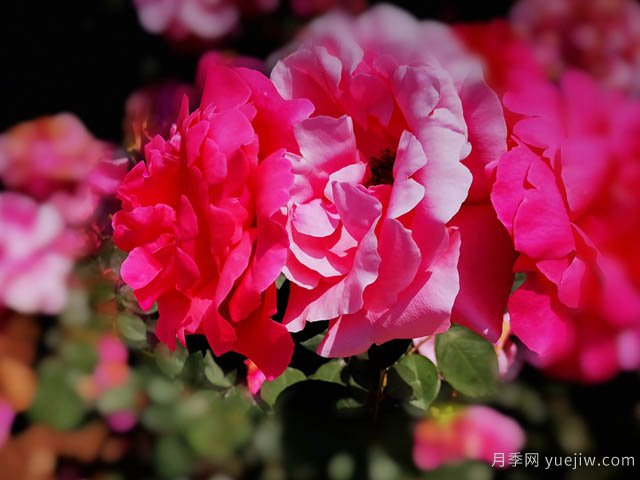 超強(qiáng)營養(yǎng)液，幫助9月養(yǎng)好月季(圖1)