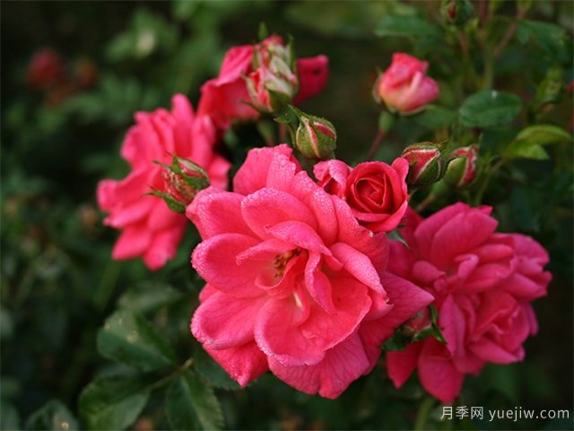 哈爾濱寒地玫瑰漫山開，鮮花事業(yè)富鄉(xiāng)親(圖1)