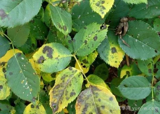月季黑斑病為什么總是反反復(fù)復(fù)，如何解決(圖1)