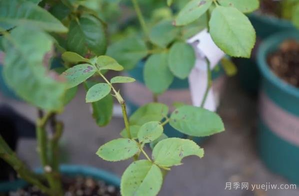 9月份月季秋剪好時機，修剪時間如何安排(圖3)